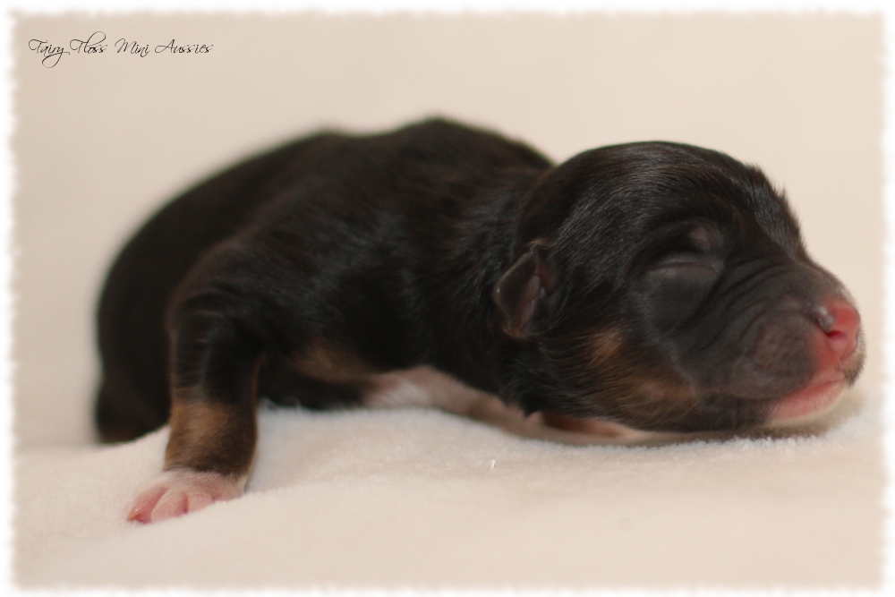 Mini Aussie Welpen - Mini Aussie Z&uuml;chter - Gesunde Mini Aussies