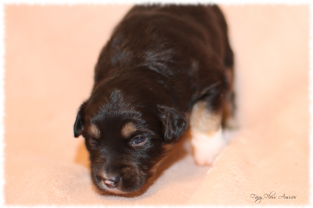 Mini Aussie Welpen - Mini Aussie Z&uuml;chter - Gesunde Mini Aussies