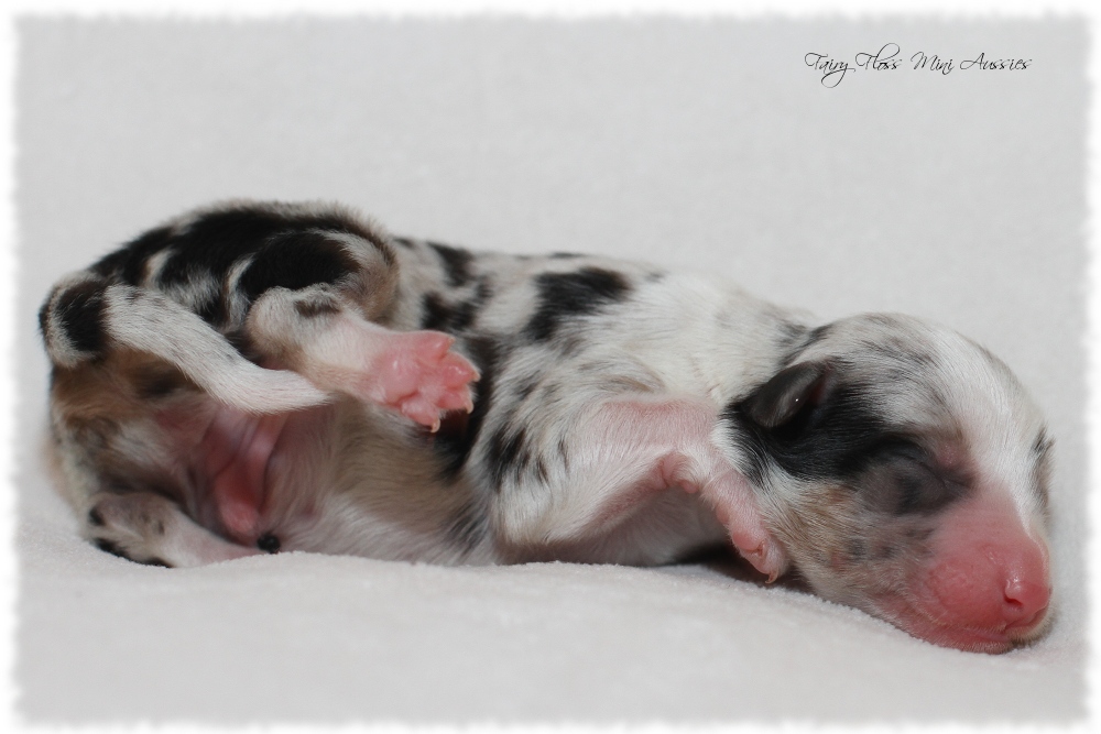 Mini Aussie Welpen - Mini Aussie Z&uuml;chter - Gesunde Mini Aussies