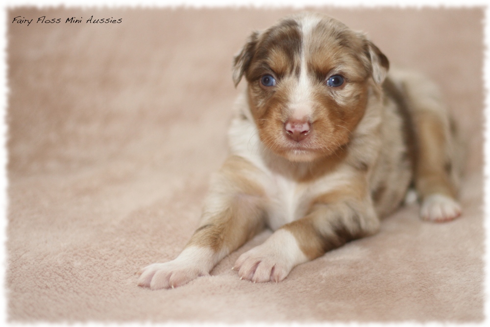 Mini Aussie Welpen - Mini Aussie Z&uuml;chter - Gesunde Mini Aussies