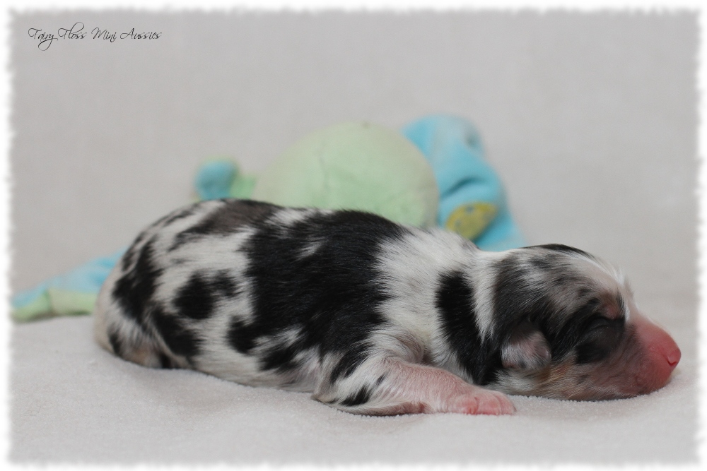 Mini Aussie Welpen - Mini Aussie Z&uuml;chter - Gesunde Mini Aussies