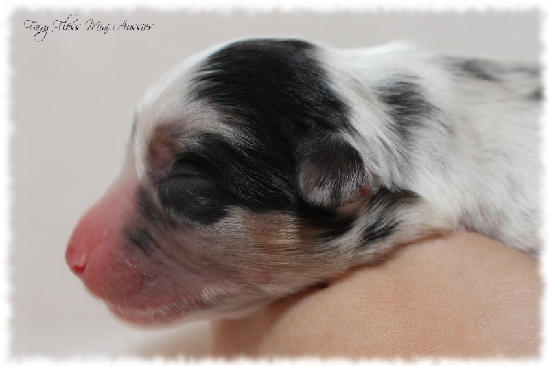 Mini Aussie Welpen - Mini Aussie Z&uuml;chter - Gesunde Mini Aussies
