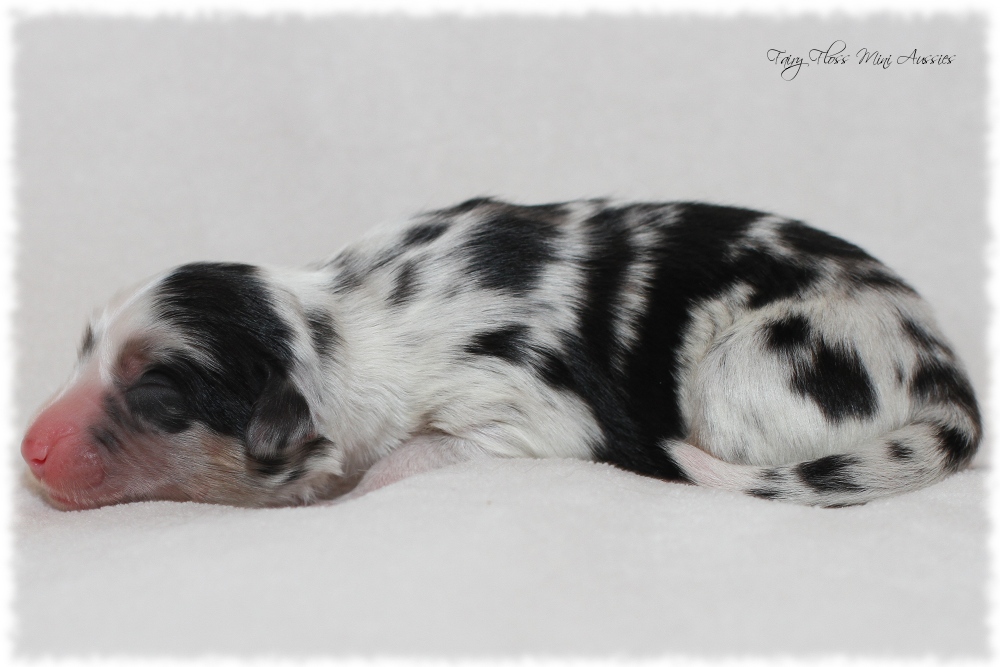 Mini Aussie Welpen - Mini Aussie Z&uuml;chter - Gesunde Mini Aussies