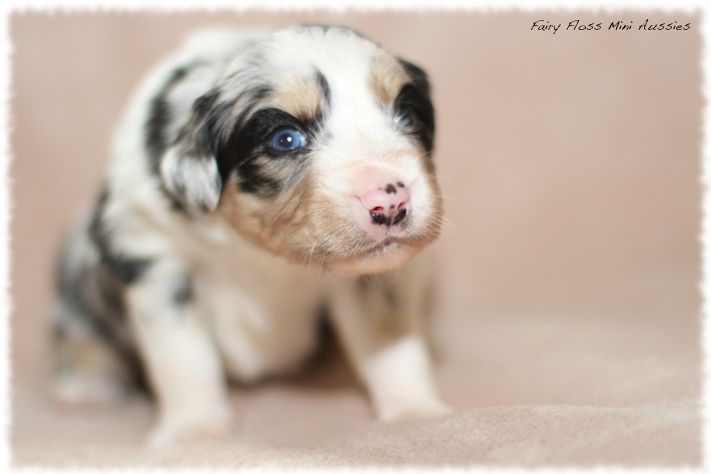 Mini Aussie Welpen - Mini Aussie Z&uuml;chter - Gesunde Mini Aussies
