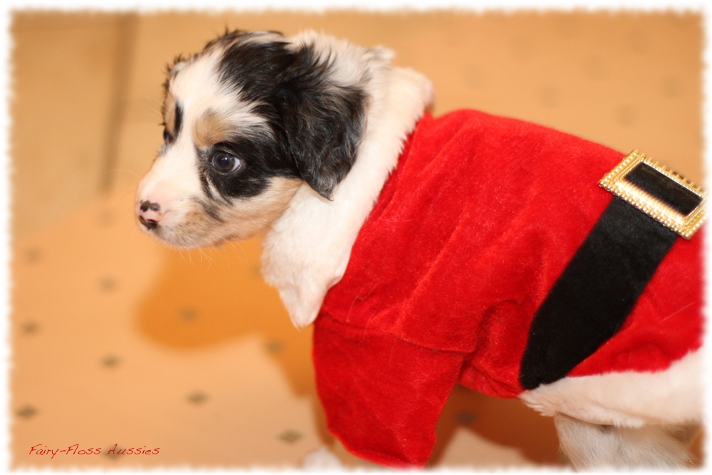 Mini Aussie Welpen - Mini Aussie Z&uuml;chter - Gesunde Mini Aussies