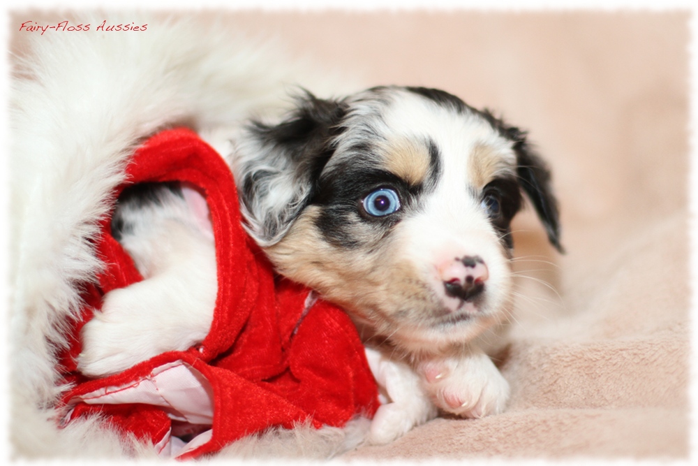 Mini Aussie Welpen - Mini Aussie Z&uuml;chter - Gesunde Mini Aussies