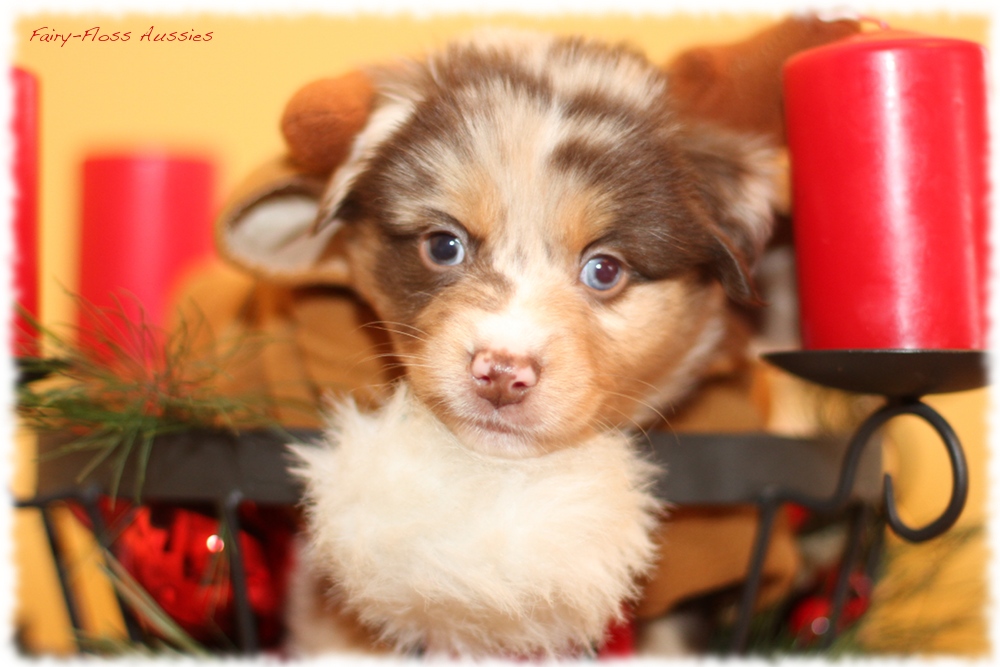 Mini Aussie Welpen - Mini Aussie Z&uuml;chter - Gesunde Mini Aussies