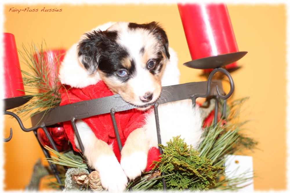 Mini Aussie Welpen - Mini Aussie Z&uuml;chter - Gesunde Mini Aussies