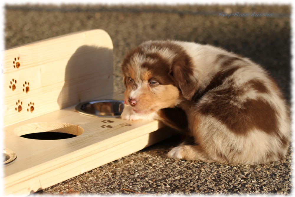 Mini Aussie Welpen - Mini Aussie Z&uuml;chter - Gesunde Mini Aussies