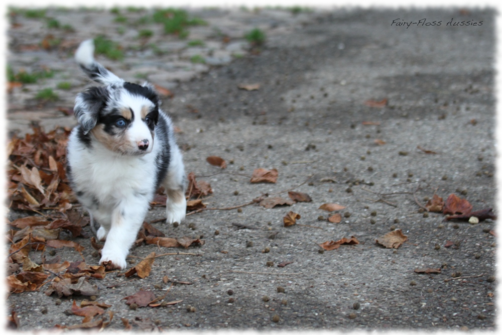 Mini Aussie Welpen - Mini Aussie Z&uuml;chter - Gesunde Mini Aussies