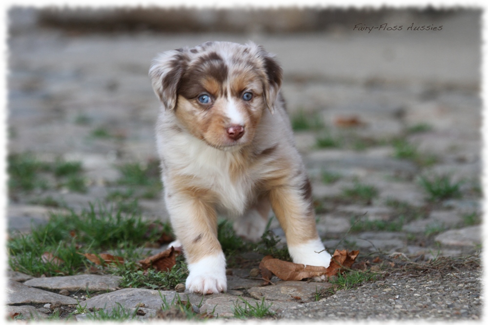 Mini Aussie Welpen - Mini Aussie Z&uuml;chter - Gesunde Mini Aussies