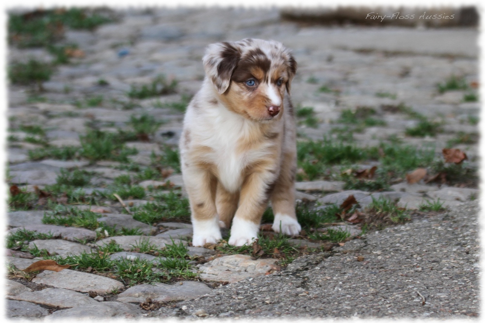 Mini Aussie Welpen - Mini Aussie Z&uuml;chter - Gesunde Mini Aussies