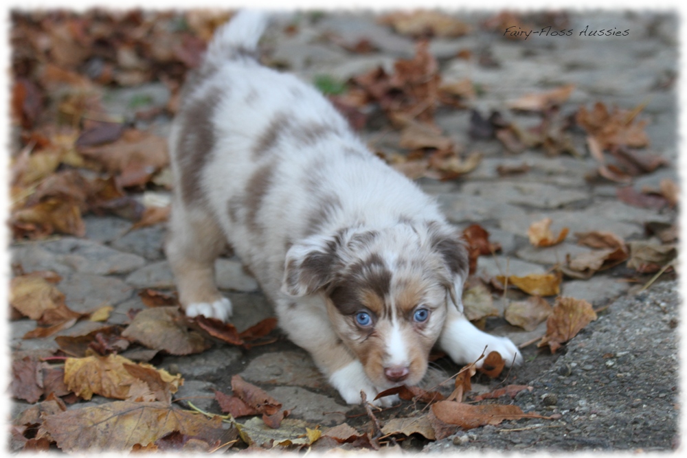 Mini Aussie Welpen - Mini Aussie Z&uuml;chter - Gesunde Mini Aussies