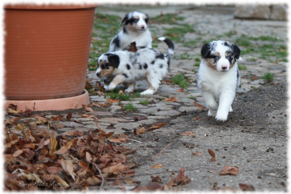 Mini Aussie Welpen - Mini Aussie Z&uuml;chter - Gesunde Mini Aussies