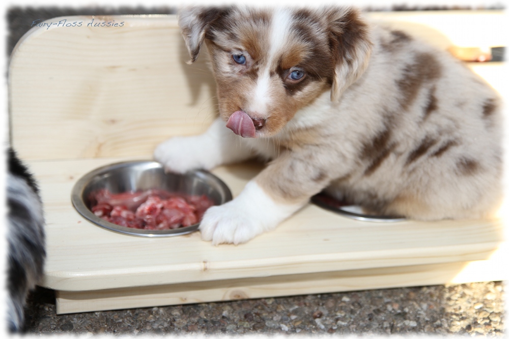 Mini Aussie Welpen - Mini Aussie Z&uuml;chter - Gesunde Mini Aussies
