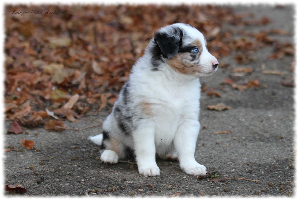 Mini Aussie Welpen - Mini Aussie Z&uuml;chter - Gesunde Mini Aussies