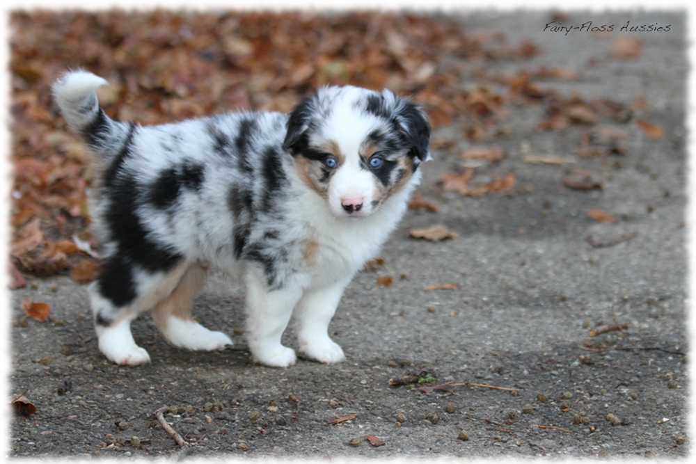 Mini Aussie Welpen - Mini Aussie Z&uuml;chter - Gesunde Mini Aussies