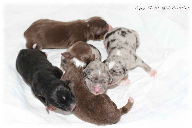 Mini Aussie Welpen - Mini Aussie Z&uuml;chter - Gesunde Mini Aussies