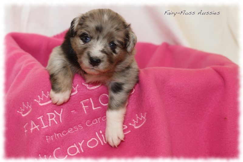 Mini Aussie Welpen - Mini Aussie Z&uuml;chter - Gesunde Mini Aussies