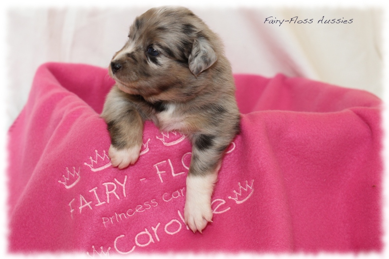 Mini Aussie Welpen - Mini Aussie Z&uuml;chter - Gesunde Mini Aussies