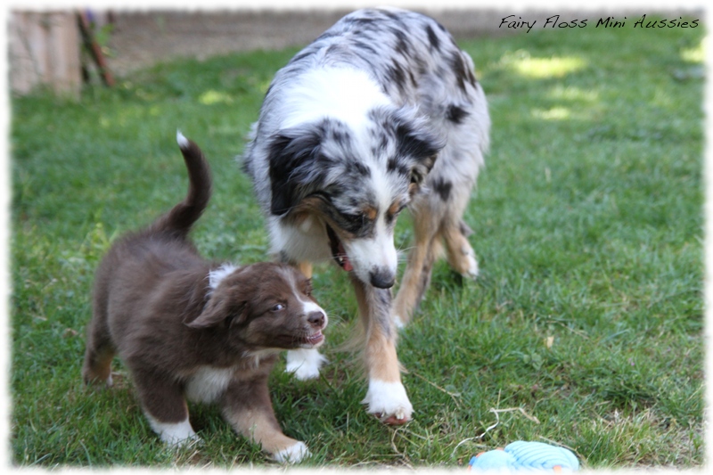 Mini Aussie Welpen - Mini Aussie Z&uuml;chter - Gesunde Mini Aussies