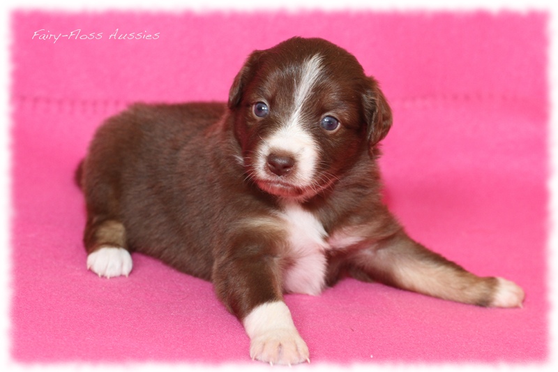 Mini Aussie Welpen - Mini Aussie Z&uuml;chter - Gesunde Mini Aussies