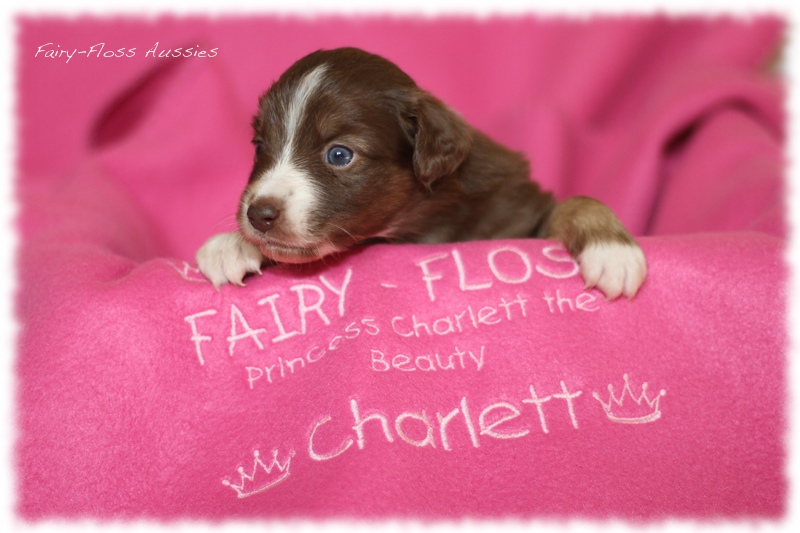 Mini Aussie Welpen - Mini Aussie Z&uuml;chter - Gesunde Mini Aussies