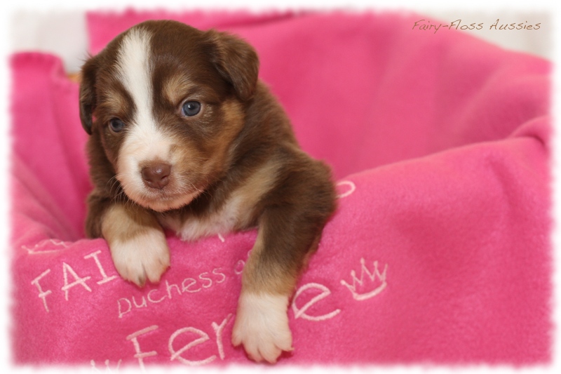 Mini Aussie Welpen - Mini Aussie Z&uuml;chter - Gesunde Mini Aussies
