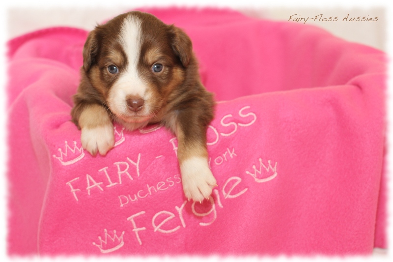 Mini Aussie Welpen - Mini Aussie Z&uuml;chter - Gesunde Mini Aussies
