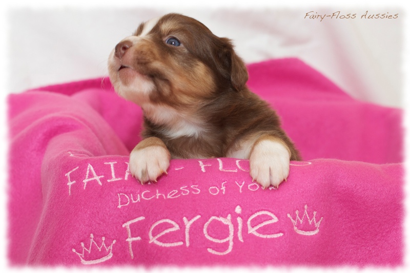 Mini Aussie Welpen - Mini Aussie Z&uuml;chter - Gesunde Mini Aussies