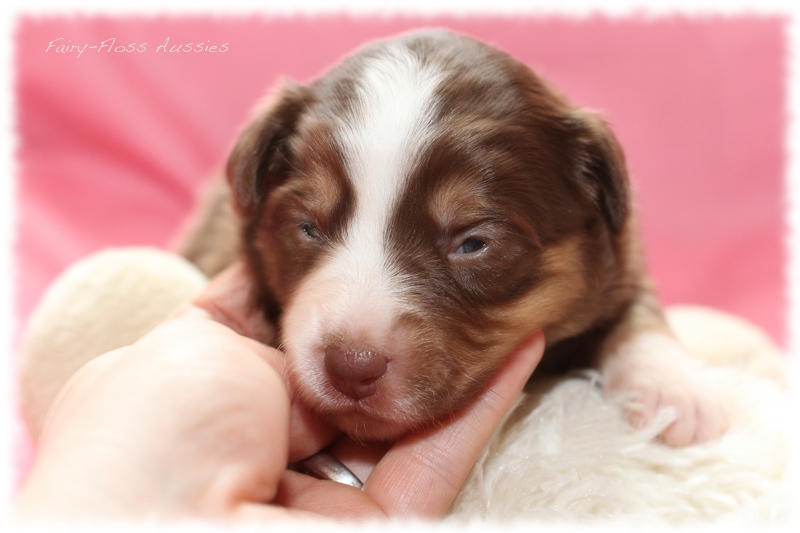 Mini Aussie Welpen - Mini Aussie Z&uuml;chter - Gesunde Mini Aussies