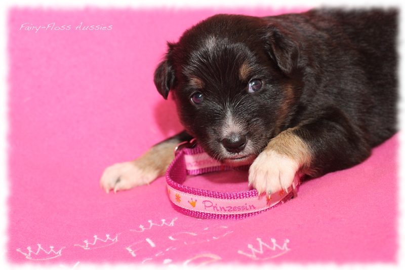 Mini Aussie Welpen - Mini Aussie Z&uuml;chter - Gesunde Mini Aussies
