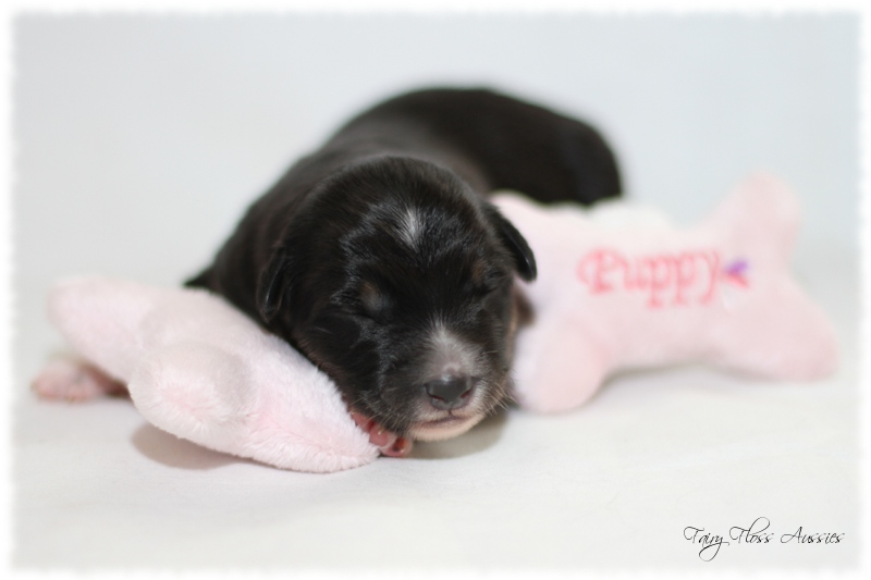 Mini Aussie Welpen - Mini Aussie Z&uuml;chter - Gesunde Mini Aussies
