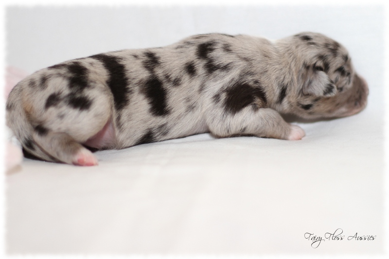 Mini Aussie Welpen - Mini Aussie Z&uuml;chter - Gesunde Mini Aussies