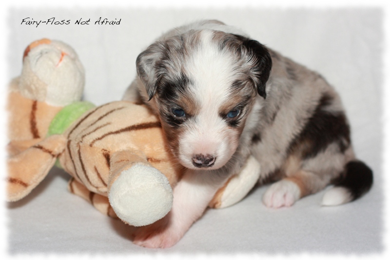 Mini Aussie Welpen - Mini Aussie Z&uuml;chter - Gesunde Mini Aussies
