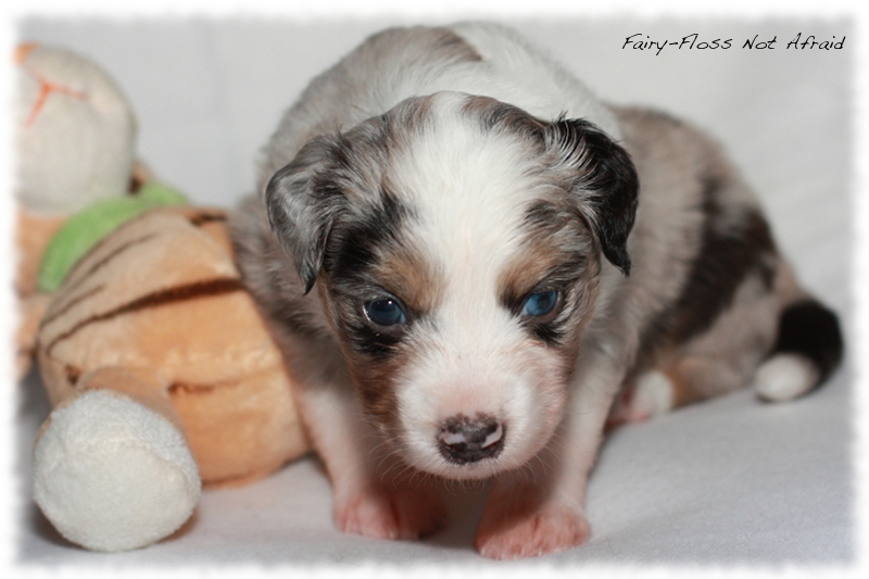 Mini Aussie Welpen - Mini Aussie Z&uuml;chter - Gesunde Mini Aussies