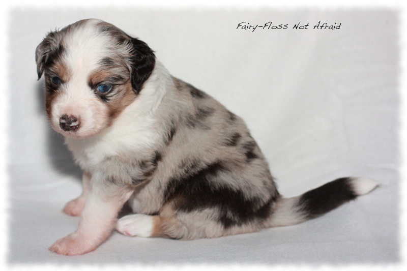 Mini Aussie Welpen - Mini Aussie Z&uuml;chter - Gesunde Mini Aussies
