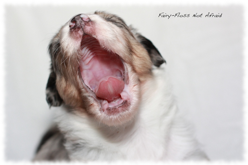 Mini Aussie Welpen - Mini Aussie Z&uuml;chter - Gesunde Mini Aussies