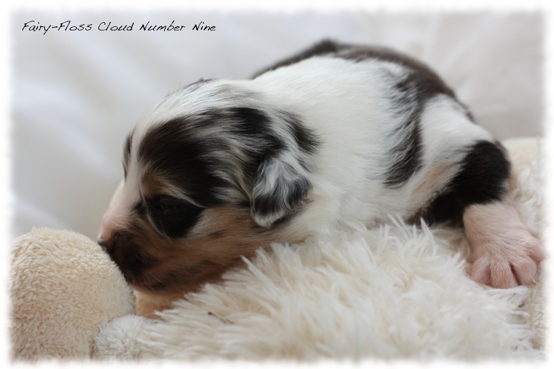 Mini Aussie Welpen - Mini Aussie Z&uuml;chter - Gesunde Mini Aussies