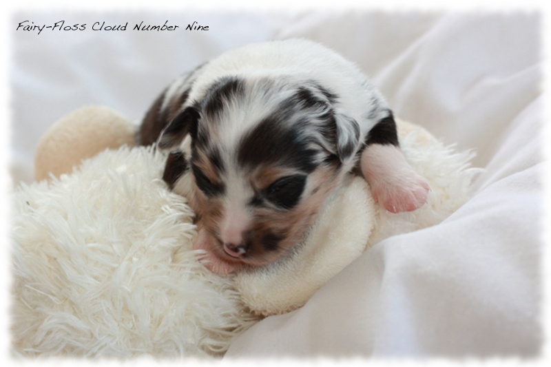 Mini Aussie Welpen - Mini Aussie Z&uuml;chter - Gesunde Mini Aussies
