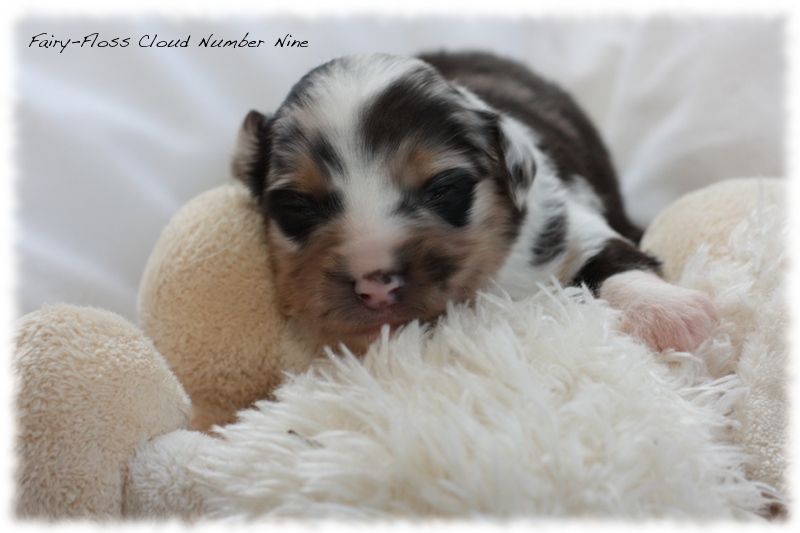 Mini Aussie Welpen - Mini Aussie Z&uuml;chter - Gesunde Mini Aussies