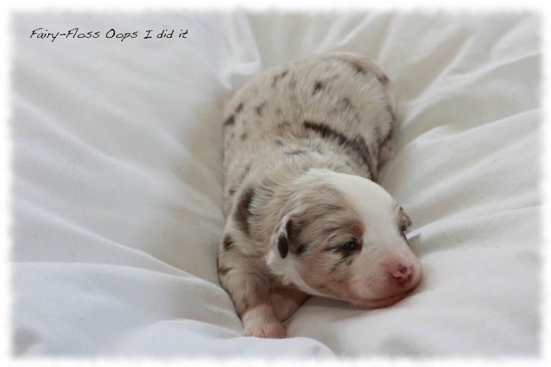 Mini Aussie Welpen - Mini Aussie Z&uuml;chter - Gesunde Mini Aussies