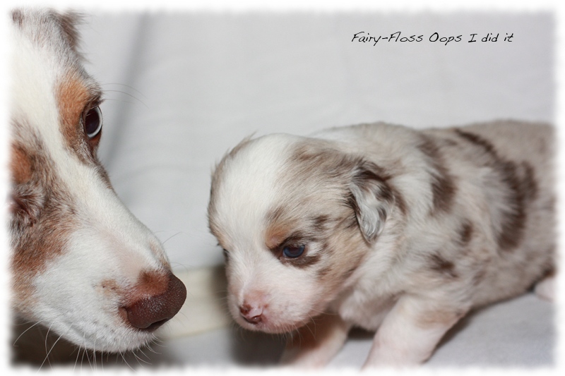 Mini Aussie Welpen - Mini Aussie Z&uuml;chter - Gesunde Mini Aussies