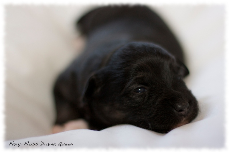 Mini Aussie Welpen - Mini Aussie Z&uuml;chter - Gesunde Mini Aussies