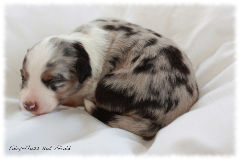 Mini Aussie Welpen - Mini Aussie Z&uuml;chter - Gesunde Mini Aussies