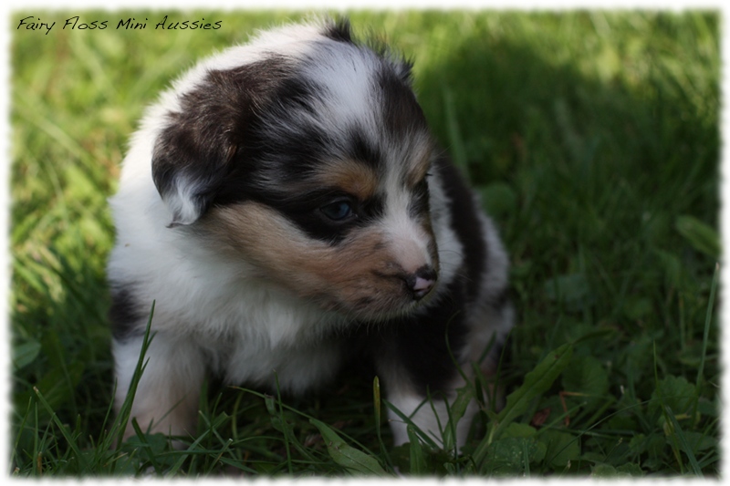 Mini Aussie Welpen - Mini Aussie Z&uuml;chter - Gesunde Mini Aussies