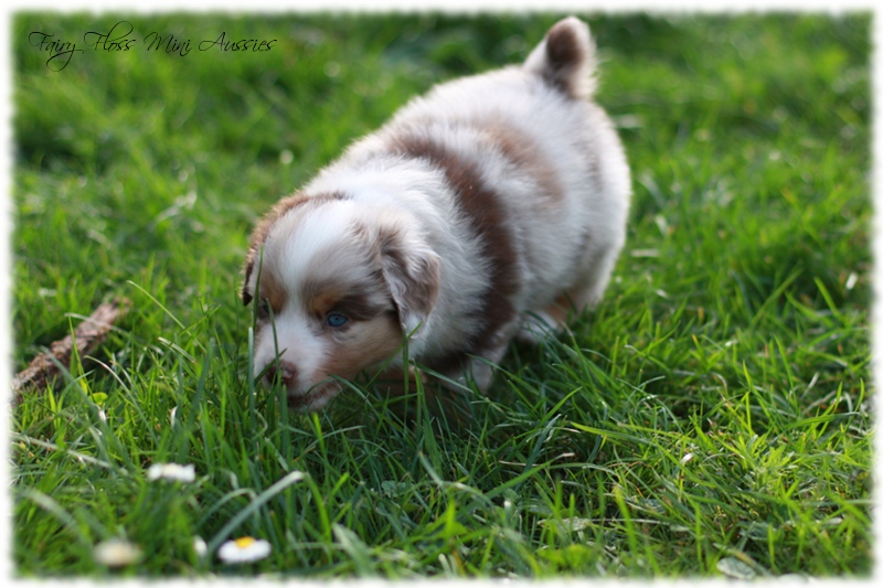 Mini Aussie Welpen - Mini Aussie Z&uuml;chter - Gesunde Mini Aussies