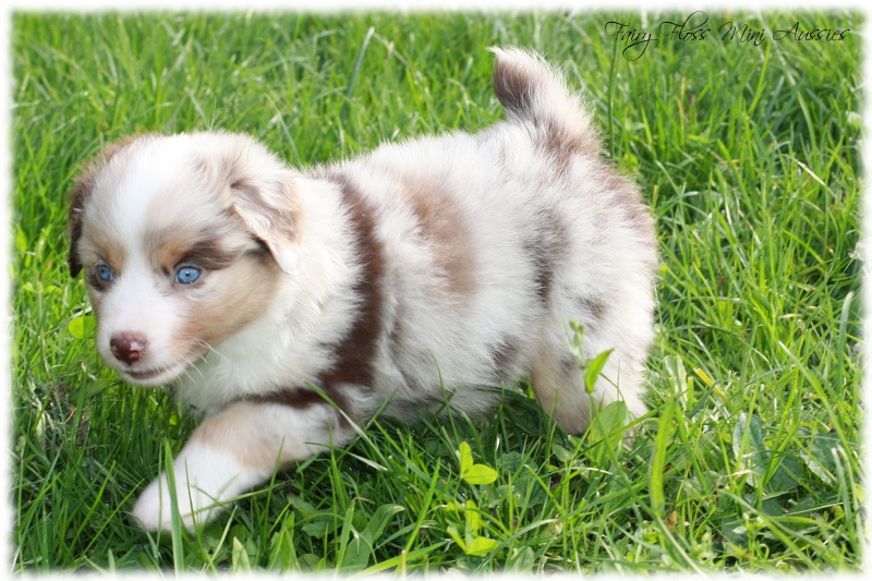 Mini Aussie Welpen - Mini Aussie Z&uuml;chter - Gesunde Mini Aussies