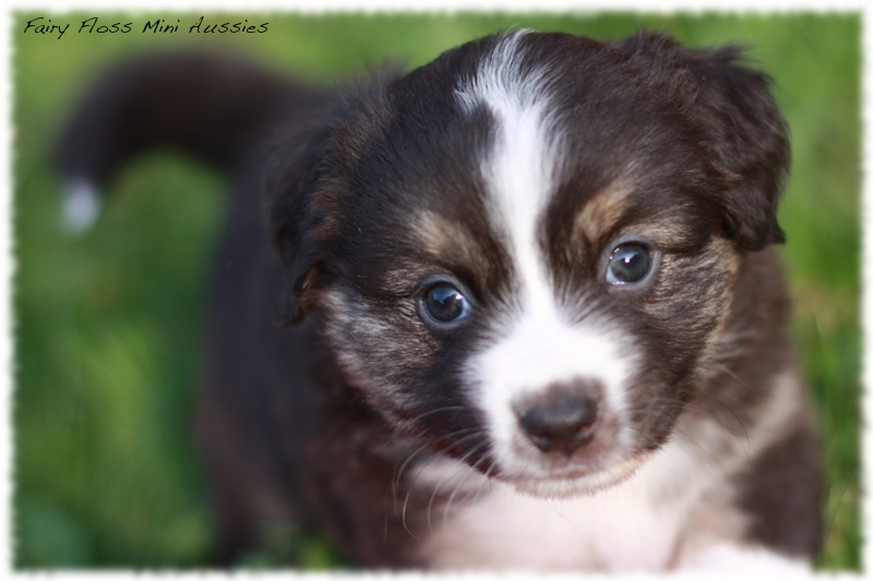 Mini Aussie Welpen - Mini Aussie Z&uuml;chter - Gesunde Mini Aussies