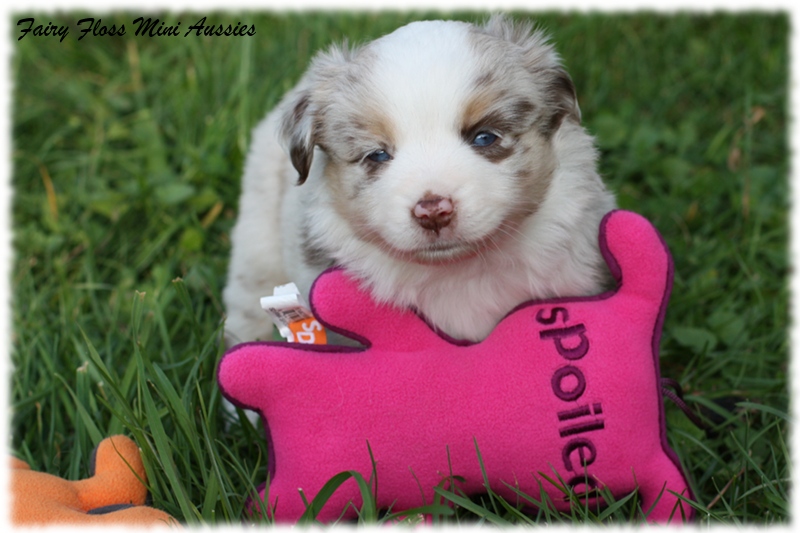 Mini Aussie Welpen - Mini Aussie Z&uuml;chter - Gesunde Mini Aussies